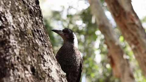 Native Australian Bird In Tree Stock Footage 162376441