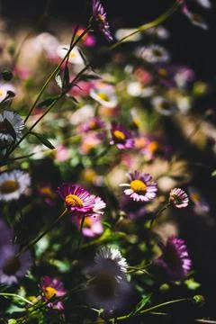 Native Australian brachyscome Multifida Cut-Leafed Daisy plant with white and Stock Photos