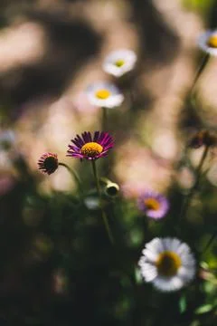 Native Australian brachyscome Multifida Cut-Leafed Daisy plant with white and Stock Photos