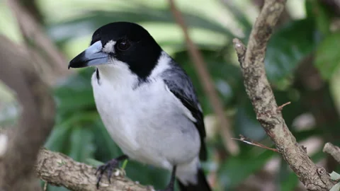 Native Australian Butcher Bird  Perched in Tree Stock Footage 202805169