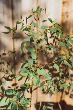 Native Australian eucalyptus dwarf tree outdoor in backyard under harsh sunli Stock Photos