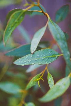 Native Australian eucalyptus gum tree plant outdoor with rain droplets on its Stock Photos