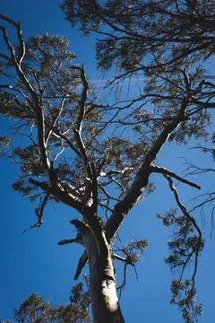 Native Australian eucalyptus gum tree outdoor Stock Photos