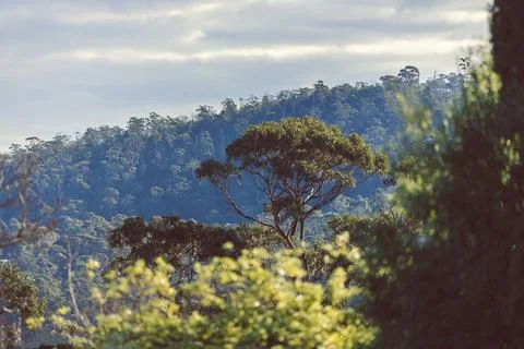Native Australian eucalyptus gum trees surrounded by thick vegetation and wit Foto stock