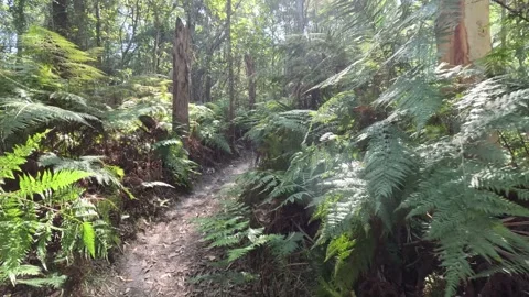 Native Australian Ferns Stock Footage 242379928