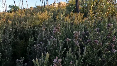 Native Australian Flora and Rugged Bushland Landscape at Booroomba Rocks, N.. Stock Footage 312061710