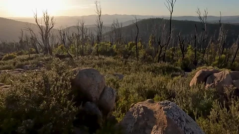 Native Australian Flora and Rugged Bushland Landscape at Booroomba Rocks, N.. Stock Footage 312061745