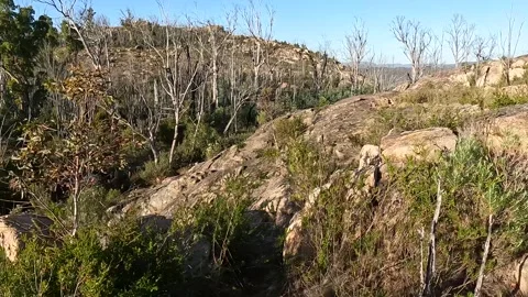 Native Australian Flora and Rugged Bushland Landscape at Booroomba Rocks, N.. Stock Footage 312061749