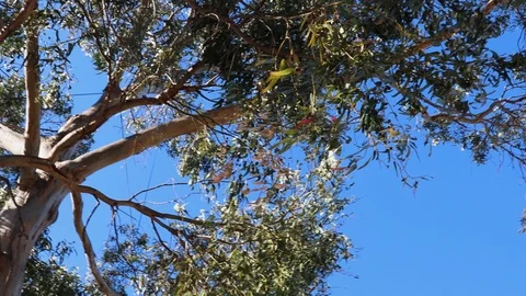 Native Australian gum tree eucalyptus shot on a sunny day with blue sky Stock Footage 117874906