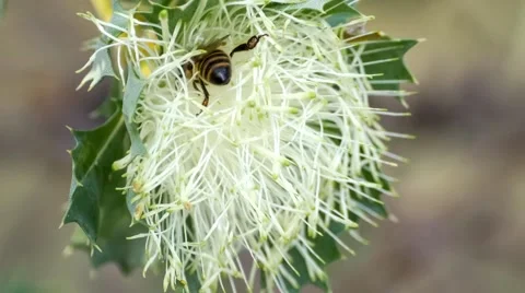 Native Australian honey bee foraging inside Parrot Bush (banksia sessilis) Stock Footage 58028225