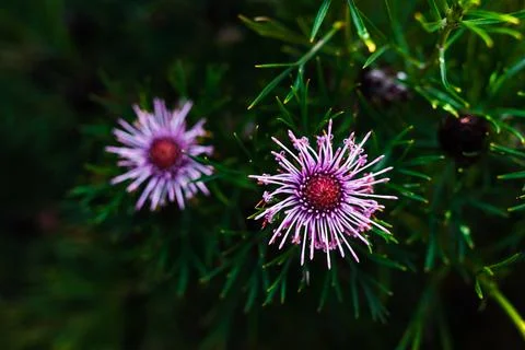 Native Australian isopogon candy cone plant outdoor in beautiful tropical bac Stock Photos