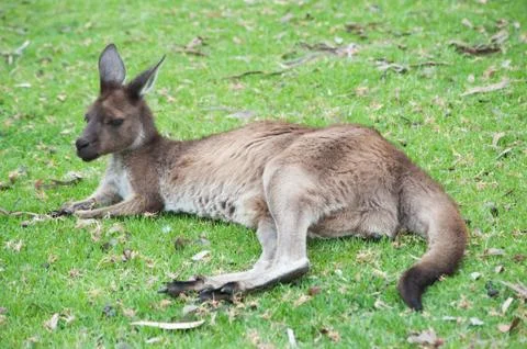 Native australian kangaroo Фото