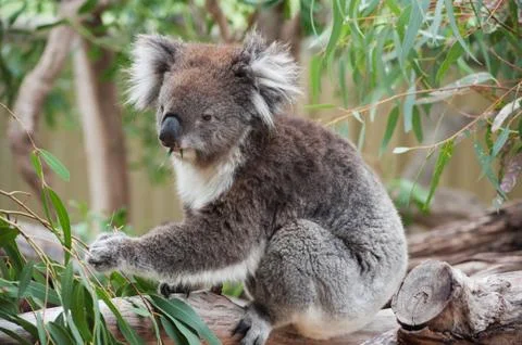 Native australian koala Stockfoto's