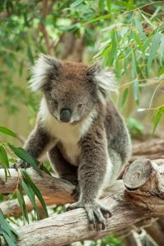 Native Australian Koala Stock Photos
