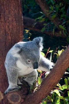 Native australian koala in tree Stock Photos