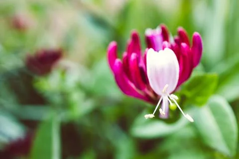 Native Australian Lonicera honeysuckle firecracker plant outdoor in sunny bac Stock Photos