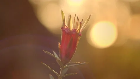 Native Australian Mountain devil flower at sunrise Stock Footage 141168768