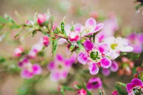 Native Australian pink tea tree plant with pink flowers outdoor in beautiful  Stock Photos