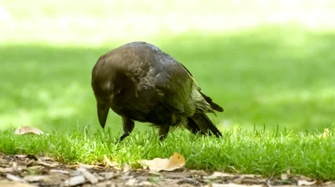 Native Australian raven (Corvus coronoides) bird with shiny black feathers se Stock Footage 62852864