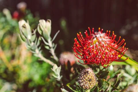 Native Australian red protea flower outdoor in beautiful tropical backyard Foto stock