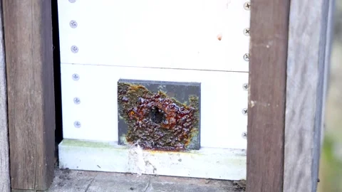 Native Australian Stingless Bees Swarming Around a White Hive Entrance Stock Footage 331494136