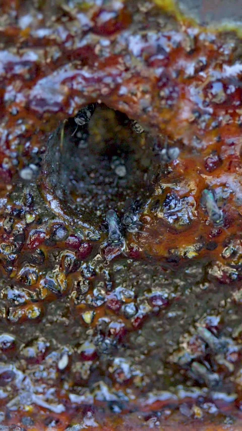 Native Australian Stingless Bees Swarming at a Propolis Nest Entrance Stock Footage 335612234