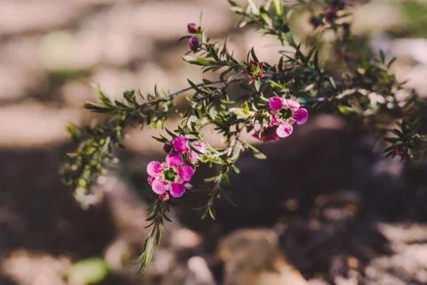 Native Australian tea tree in bloom with pink flowers Stock Photos