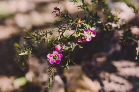 Native Australian tea tree in bloom with pink flowers Stock Photos
