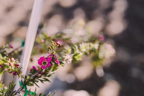 Native Australian tea tree in bloom with pink flowers Stock Photos