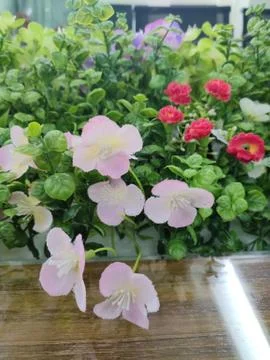 Native Australian tea tree in bloom 스톡 사진