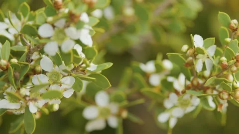 Native Australian Tea Tree Flowers With Bees in Motion Stock Footage 316746501