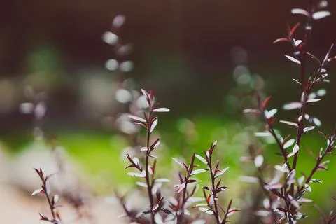 Native Australian tea tree Leptospermum plant outdoor in sunny backyard Stock Photos