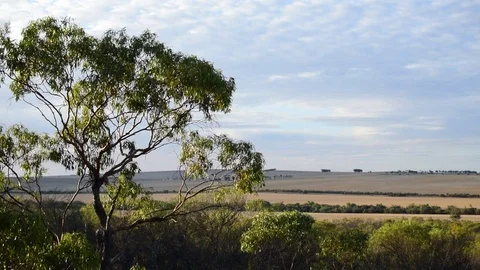 Native Australian tree overlooking wheat field Video stock 80127910