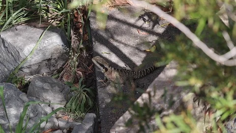 Native Australian water dragon lizard in urban environment Stock Footage 114785491