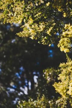 Native Australian wattle tree about to bloom Stock Photos
