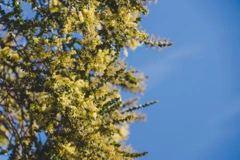 Native Australian wattle tree about to bloom Stock Photos