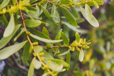 Native Australian wattle tree about to bloom Stock Photos
