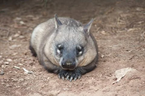 Native australian wombat Photos