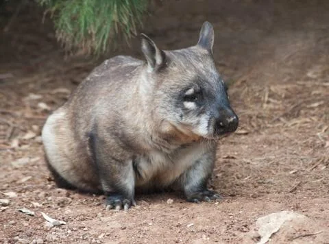 Native australian wombat Stock Photos