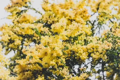 Native Australian yellow wattle tree in full bloom outdoor with overcast sky Stock Photos
