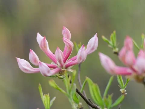 Native Azalea blooming in  the forest. Фото