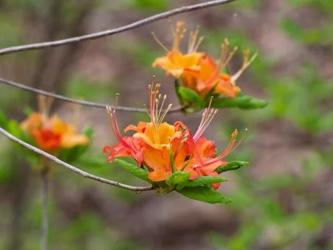 Native Azalea Flowers Fotos de archivo