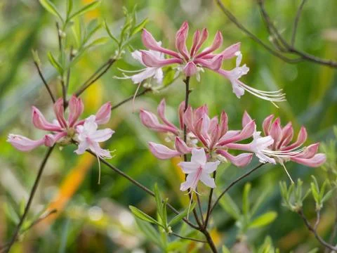 Native Azalea Flowers 库存照片