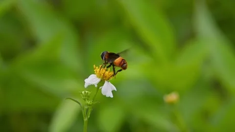 Native Bee Feeding on Flower. Stock Footage 312449920