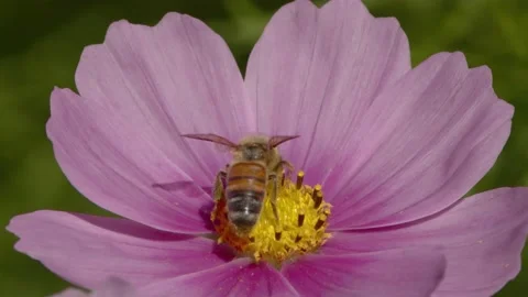 Native bee feeding on pink flower. Stock Footage 141894270
