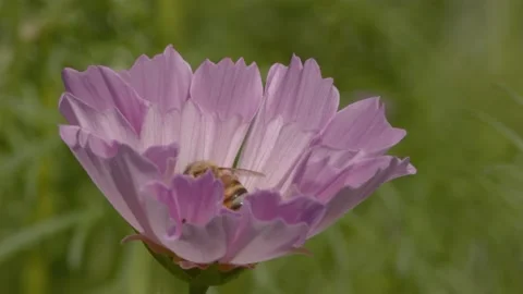 Native bee feeding on pink flower. Stock Footage 141894289