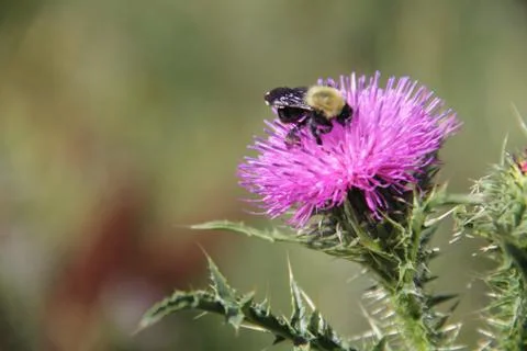 Native bee on a flower Foto stock