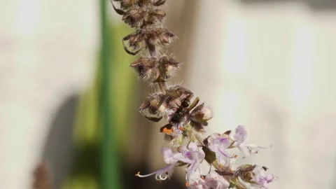 Native Bee Or Wasp Feeding On A Flower - Close Up Stock Footage 328842040