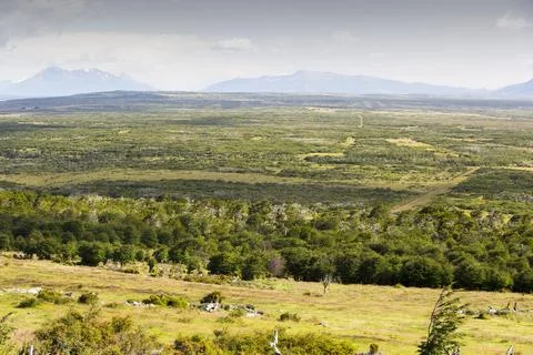 Native Beech and Pine forest between Puerto Natales and Seno Obstruccion, Chi Stock Photos