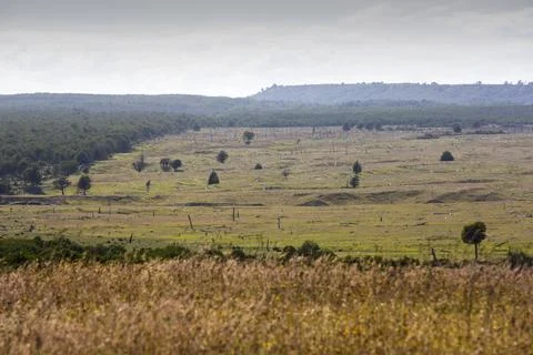 Native Beech and Pine forest between Puerto Natales and Seno Obstruccion chop Stock Photos